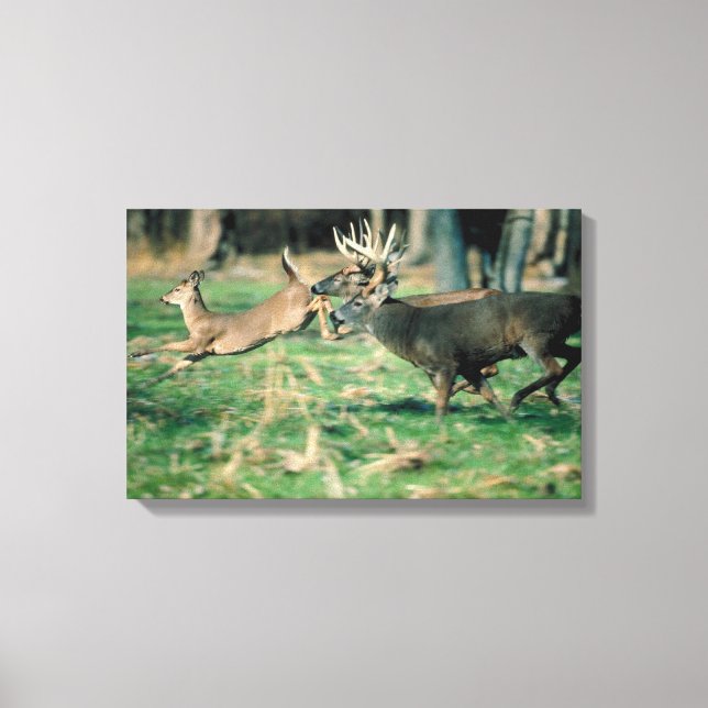 Lienzo Deer corriendo en el bosque (Anverso)