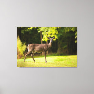 Lienzo Deer en el campo de golf