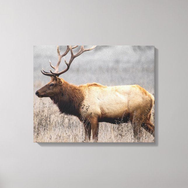 Lienzo Deer Stag Animals Wildlife Nature Buck (Anverso)