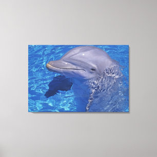 Lienzo Delfín de Nariz de Botella, Tursiops Truncatus