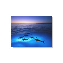 Delfines de medianoche