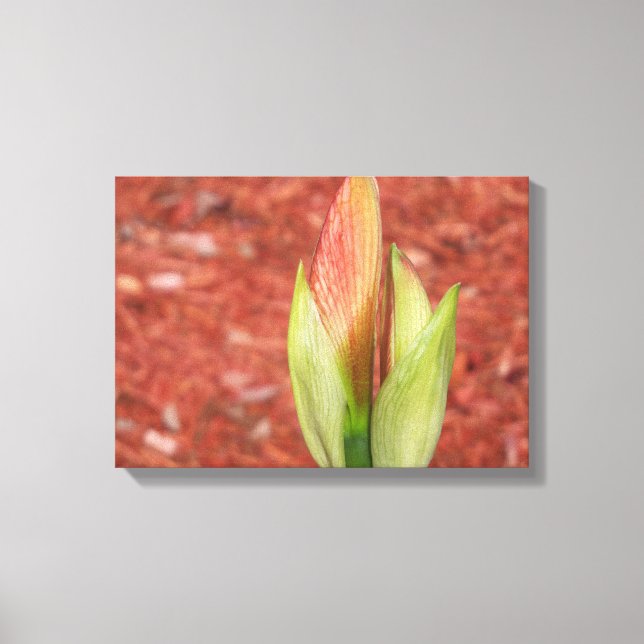 Lienzo delicado flor de Amaryllis (Anverso)