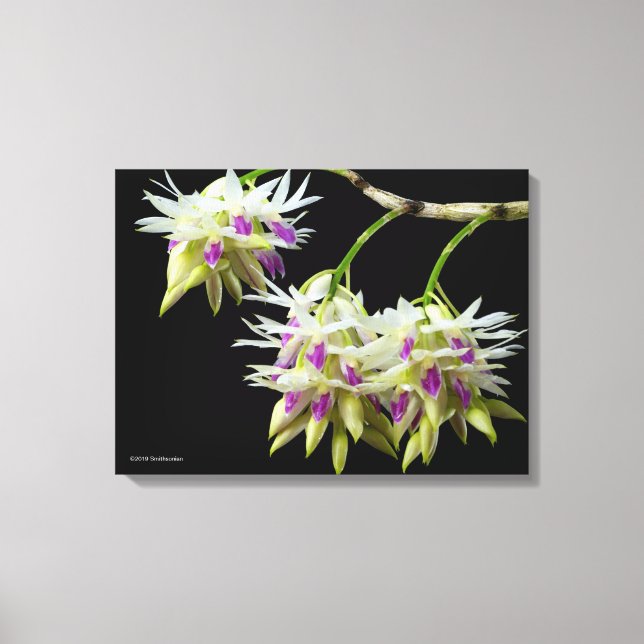 Lienzo Dendrobium Ametistoglossum (Anverso)