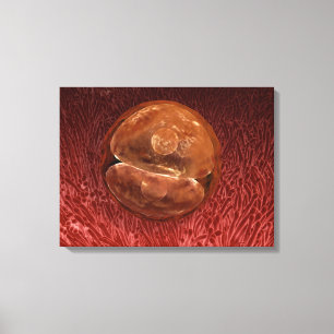 Lienzo Desarrollo de Zygote: 24-36 horas