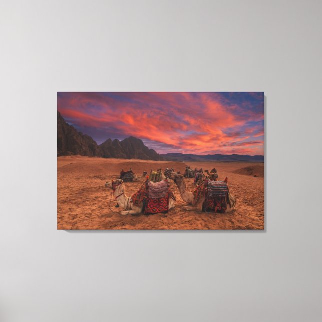Lienzo Deserts | Camels Sinai Mountains Egypt (Anverso)