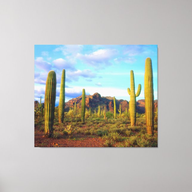 Lienzo Desierto en primavera (Anverso)