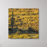 Desierto Sonorano De Saguaro Cactus En Primavera 2
