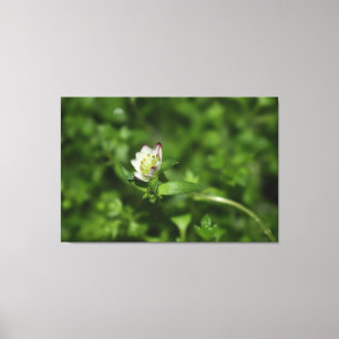 Lienzo Despertar la primavera, sólo un poco de florecimie