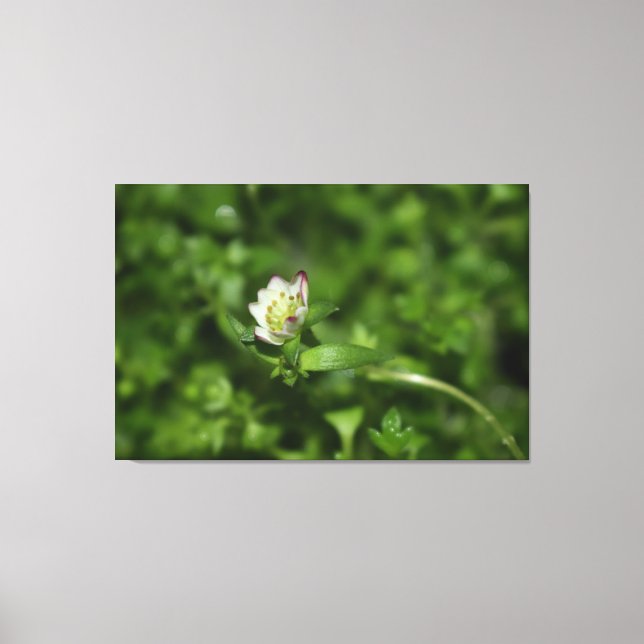 Lienzo Despertar la primavera, sólo un poco de florecimie (Anverso)