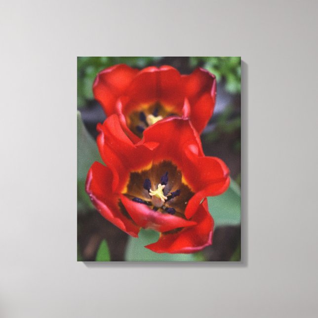 Lienzo Despertar la primavera, Tulips (Anverso)