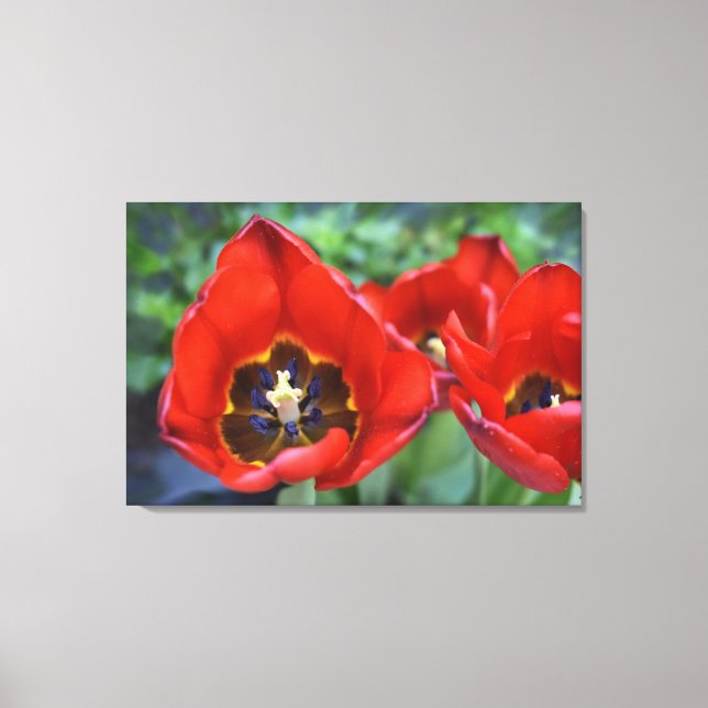 Lienzo Despertar la primavera, Tulips (Anverso)
