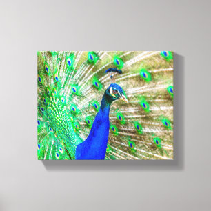 Lienzo Desplome de pavo real