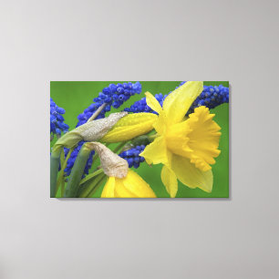 Lienzo Detalle de flores de narciso y jacinto. Crédito