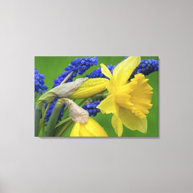 Lienzo Detalle de flores de narciso y jacinto. Crédito (Anverso)