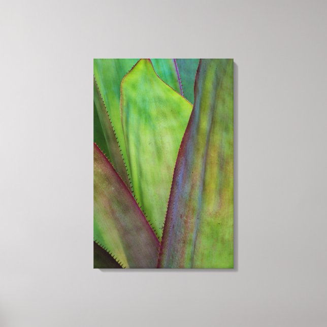 Lienzo Detalle de la planta de agave (Anverso)