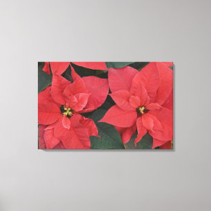 Lienzo Detalle de la poinsettia roja (Euphorbia pulcherri