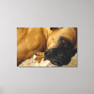 Lienzo Detalle de un Boxer