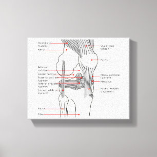 Lienzo Diagrama anatómico de la articulación de la rodill