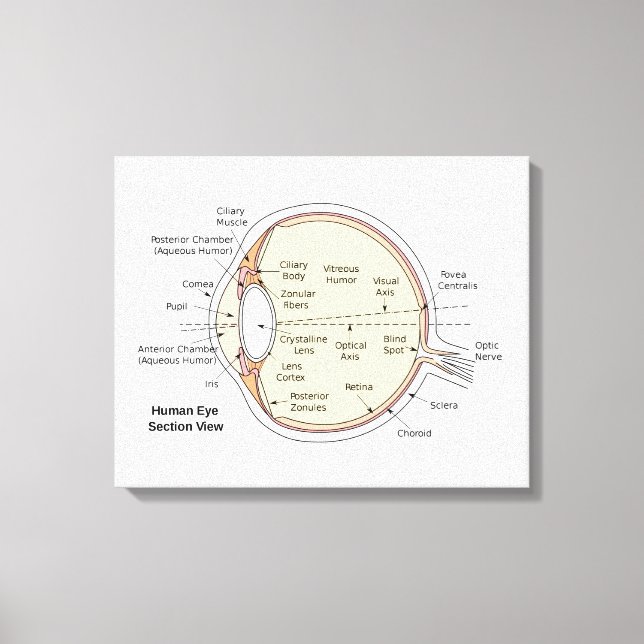 Lienzo Diagrama anatómico de la bola ocular humana de lie (Anverso)