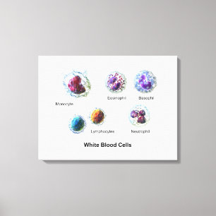 Lienzo Diagrama de células blancas de la sangre leucocito