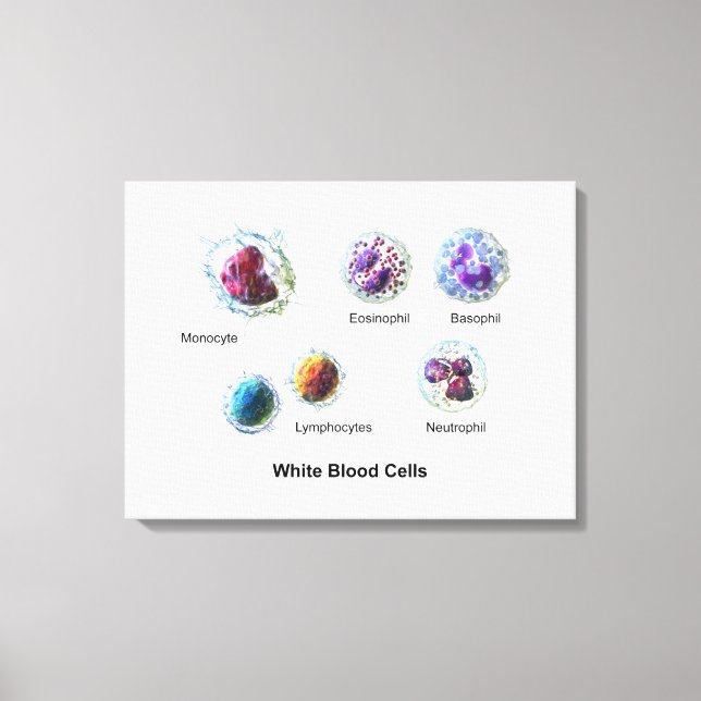 Lienzo Diagrama de células blancas de la sangre leucocito (Anverso)