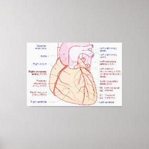 Lienzo Diagrama de circulación de las arterias coronarias