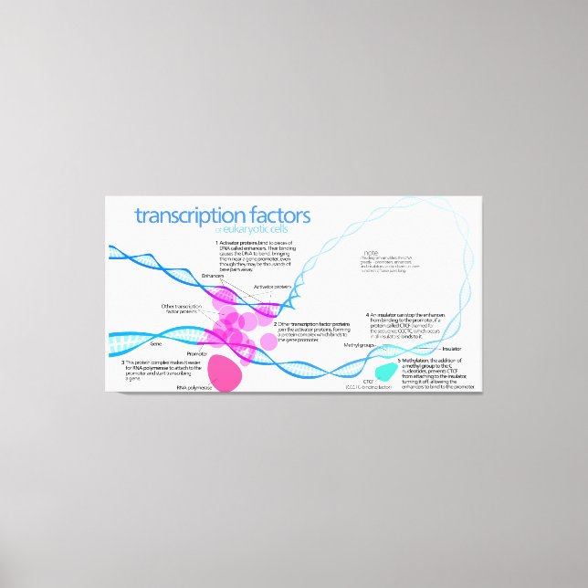 Lienzo Diagrama de factores de transcripción de genes de  (Anverso)