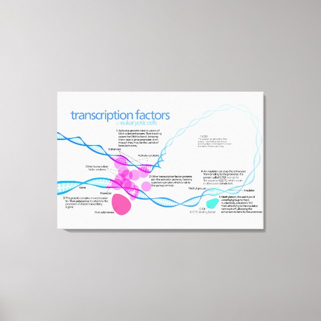 Lienzo Diagrama de factores de transcripción génica de cé (Anverso)