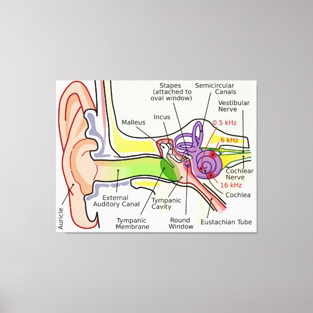 Lienzo Diagrama de la cartografía de la frecuencia coclea (Anverso)
