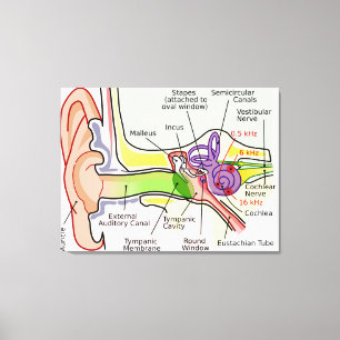 Lienzo Diagrama de mapeo de frecuencia coclear del oído h
