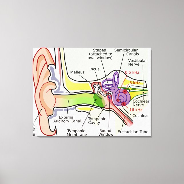 Lienzo Diagrama de mapeo de frecuencia coclear del oído h (Anverso)