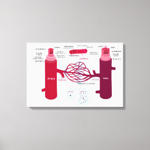 Lienzo Diagrama de Vasos Sanguíneos Arterias Venas Capila