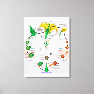Lienzo Diagrama del ciclo de vida de la planta floral ang