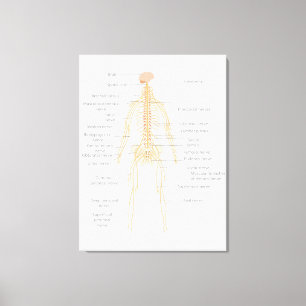 Lienzo Diagrama del cuerpo del sistema nervioso humano