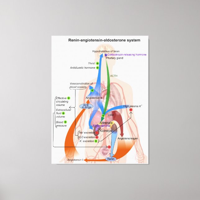 Lienzo Diagrama del cuerpo humano del sistema renina-angi (Anverso)