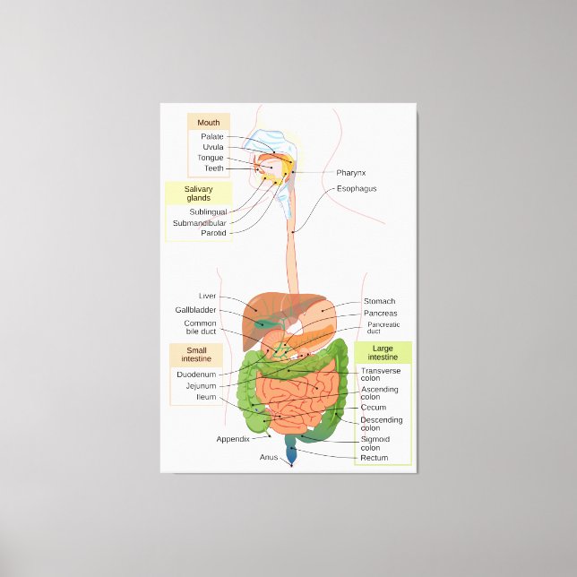 Lienzo Diagrama Sistema digestivo gastrointestinal humano (Anverso)