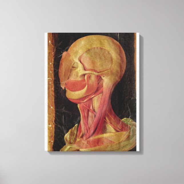 Lienzo Dibujo anatómico de la cabeza humana (Anverso)
