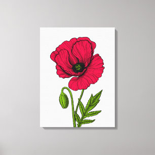 Lienzo Dibujo de amapola roja