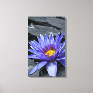 Lienzo Diseño Botánico Floral de Nenúfar Tropical