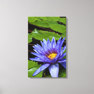 Lienzo Diseño Botánico Floral de Nenúfar Tropical
