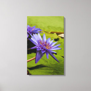 Lienzo Diseño Botánico Floral de Nenúfar Tropical