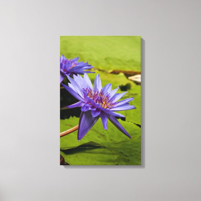 Lienzo Diseño Botánico Floral de Nenúfar Tropical (Anverso)