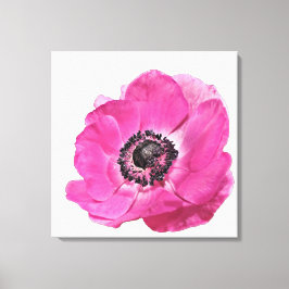 Lienzo Diseño floral de amapola rosa brillante sobre blan
