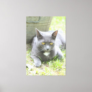 Lienzo Diseño rústico gato gris