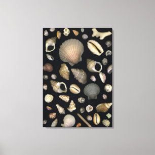 Lienzo Diversas cáscaras del mar