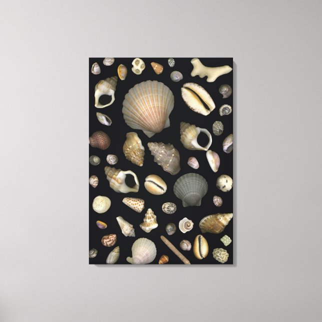 Lienzo Diversas conchas marinas (Anverso)