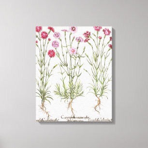 Lienzo Diversas variedades de clavel, del 'Hortus Ey