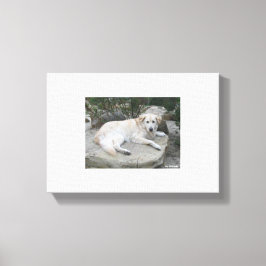 Lienzo Dog Resting On A Rock