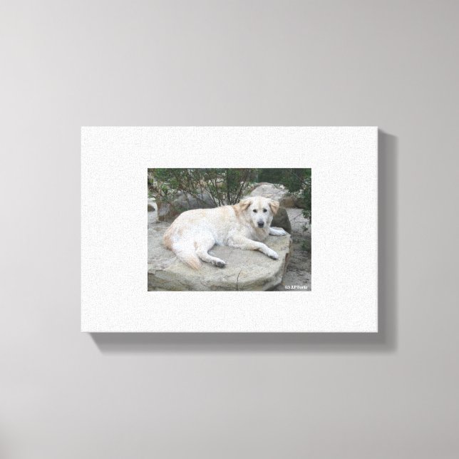 Lienzo Dog Resting On A Rock (Anverso)
