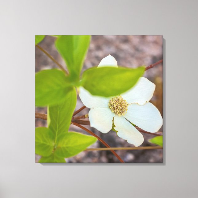 Lienzo Dogwood (Anverso)